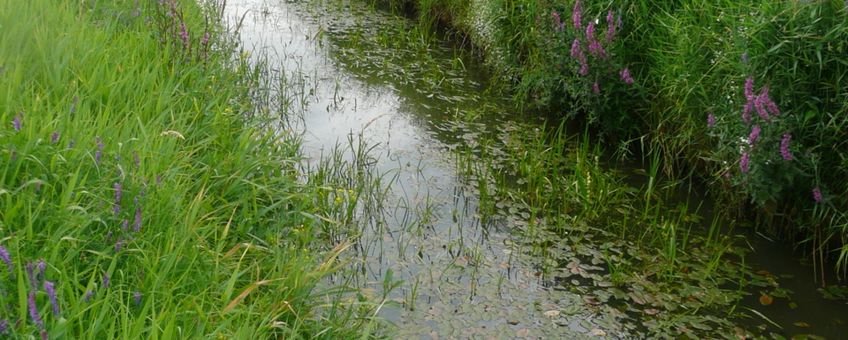 Een traject van de beheerproef in de Raamsloop