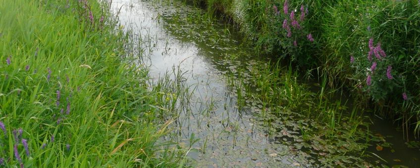 Een traject van de beheerproef in de Raamsloop