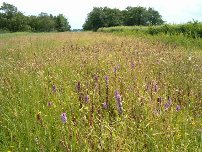 Bloemrijk grasland Nieuwkoopse Plassen