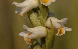 Spiranthes lucida; detail bloeiwijze.