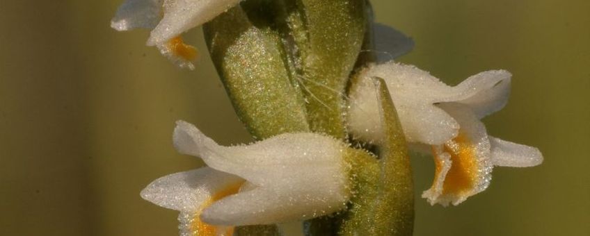 Spiranthes lucida; detail bloeiwijze.