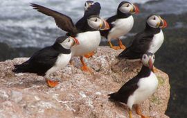 Atlantic puffin