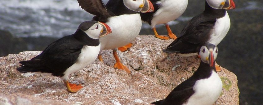 Atlantic puffin