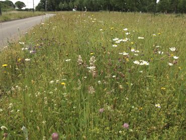 Door natuurvriendelijk beheer worden bermen bloemrijk en van belang voor bestuivers als vlinders en bijen