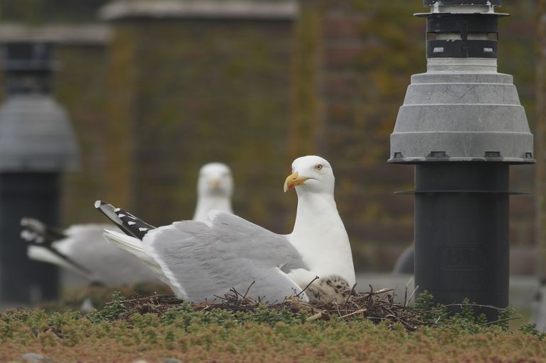 Zilvermeeuwen met jongen