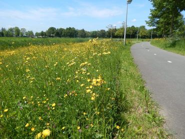 Een berm in de Betuwe met veel groot streepzaad