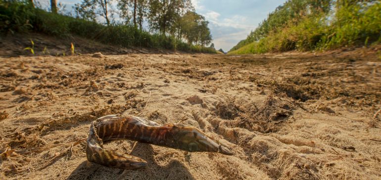 Drooggevallen Bielheimerbeek bij Varsseveld