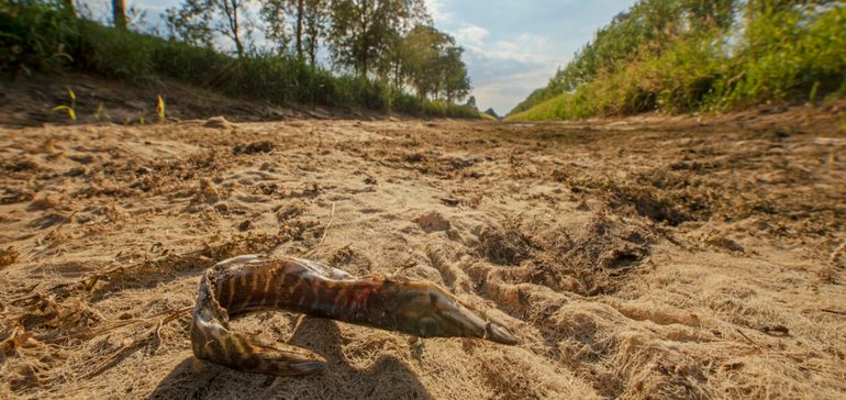 Drooggevallen Bielheimerbeek bij Varsseveld