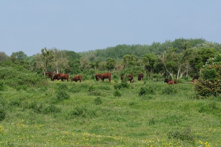 De grazers op de Slikken van de Heen zorgen voor een halfopen landschap