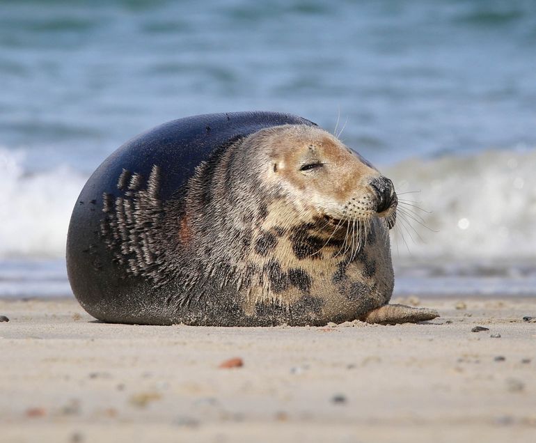 Grijze zeehond