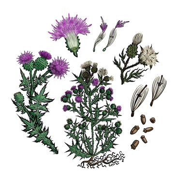 Speerdistel