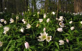 Anemone nemorosa. Bosanemoon