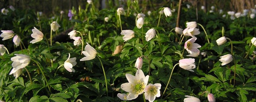 Anemone nemorosa. Bosanemoon