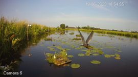 Nest zwarte sterns op de cameralocatie