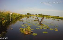Nest zwarte sterns op de cameralocatie