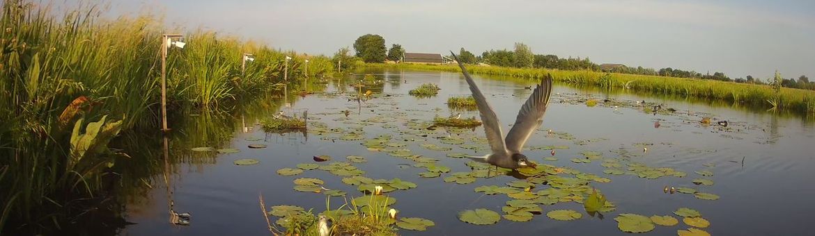 Nest zwarte sterns op de cameralocatie