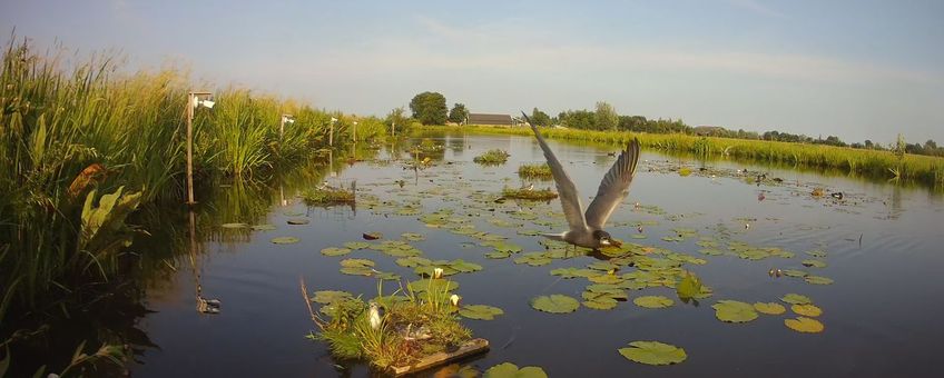 Nest zwarte sterns op de cameralocatie