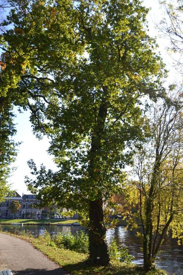 Zomereik in de Leidse Hortus