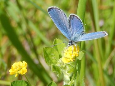 Bij verse staartblauwtjes is het kleine staartje vaak nog goed te zien