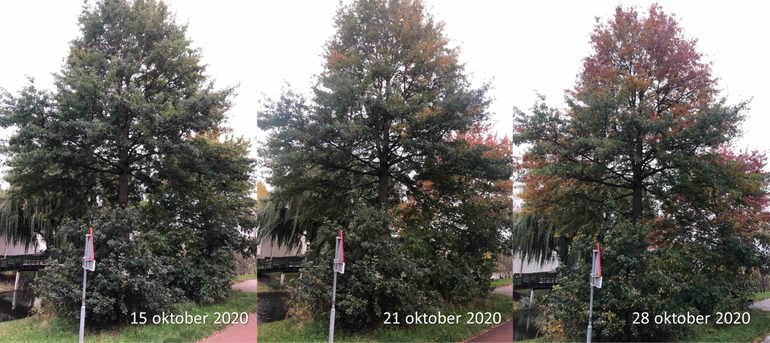 Verloop van de bladverkleuring van een moseik in Ede tussen 15 en 28 oktober 2020 