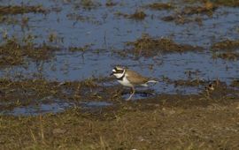 Charadrius dubius. Kleine plevier