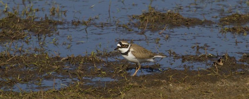 Charadrius dubius. Kleine plevier