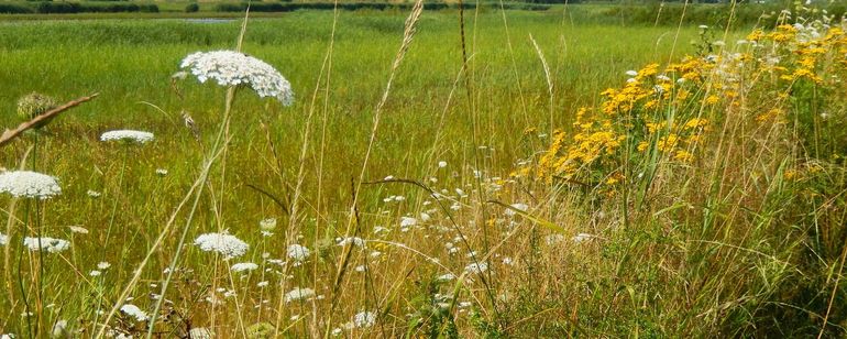 Bloeiende planten hebben voedsel voor vlinders en andere insecten