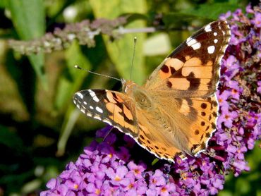 Nakomelingen van de in april binnengekomen distelvlinders zien we in augustus op de vlinderstruik