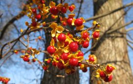 Vruchten van de Boomwurger in de herfst (Fukushima, Japan).