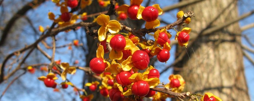 Vruchten van de Boomwurger in de herfst (Fukushima, Japan).