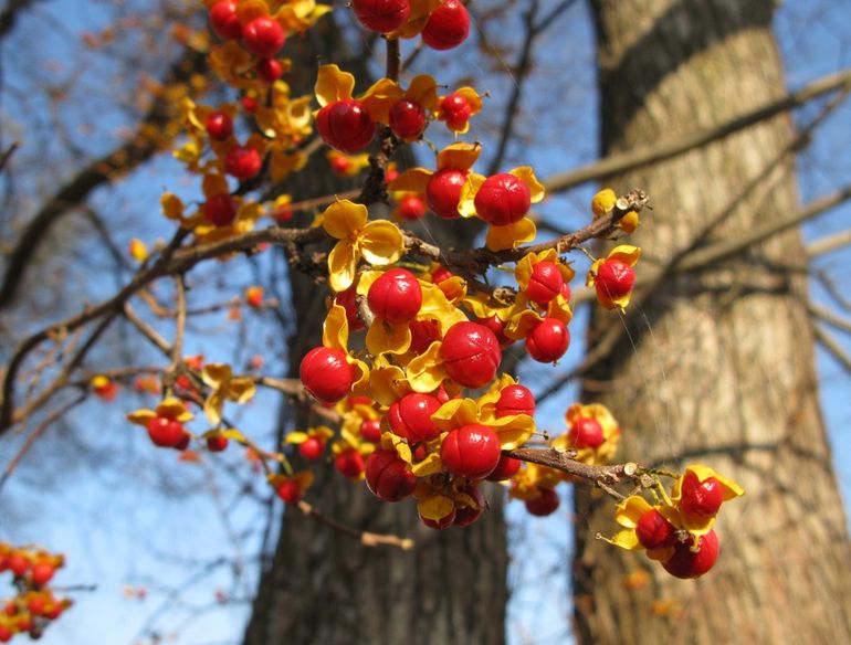 Vruchten van de Boomwurger in de herfst (Fukushima, Japan)