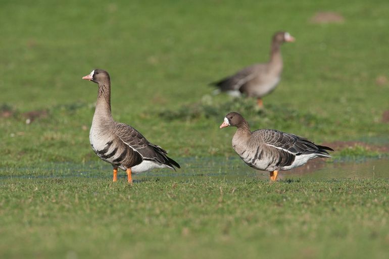 Kolganzen werden het meest geteld tijdens de Midwintertelling