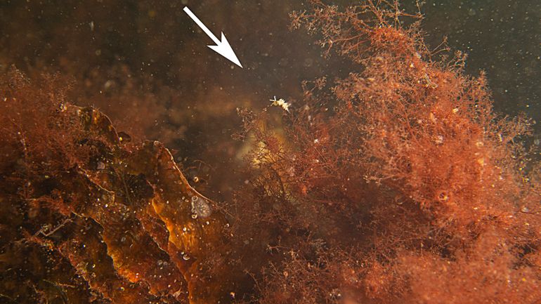 Zoekbeeld: een heel klein zeenaaktslakje dat meestal boven op de roodwierzone wordt aangetroffen