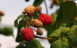 Framboos rubus idaeus