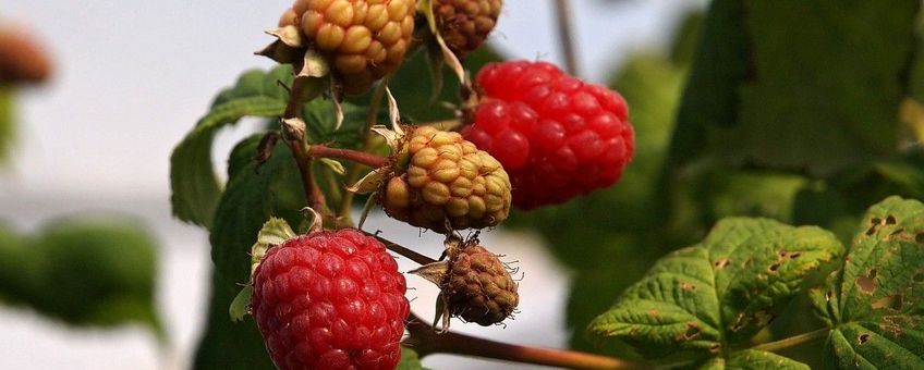 Framboos rubus idaeus