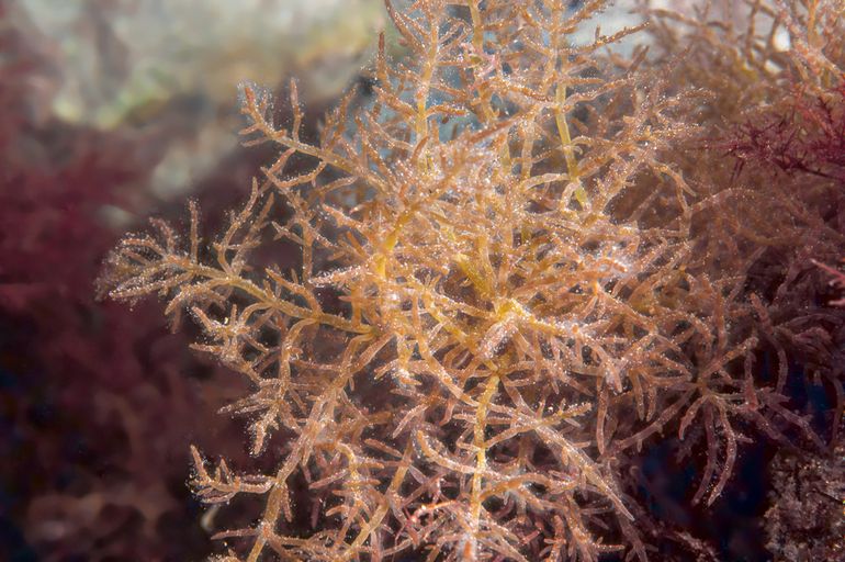 Rood heermoeswier (Chylocladia verticillata) is in 2015 voor het eerst gevonden in Nederland