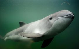 Solvin Zankl, Alamy Stock Photo Bruinvis