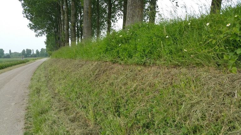 Geklepelde berm met Bokkenorchis in Zeeuws-Vlaanderen