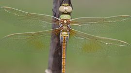 zadellibel - primiar