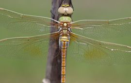 zadellibel - primiar