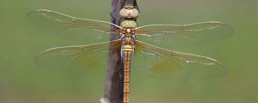 zadellibel - primiar