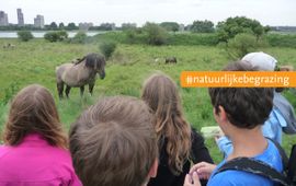 Konikpaarden en publiek op de Landtong Rozenburg in het Rotterdamse havengebied. EENMALIG GEBRUIK