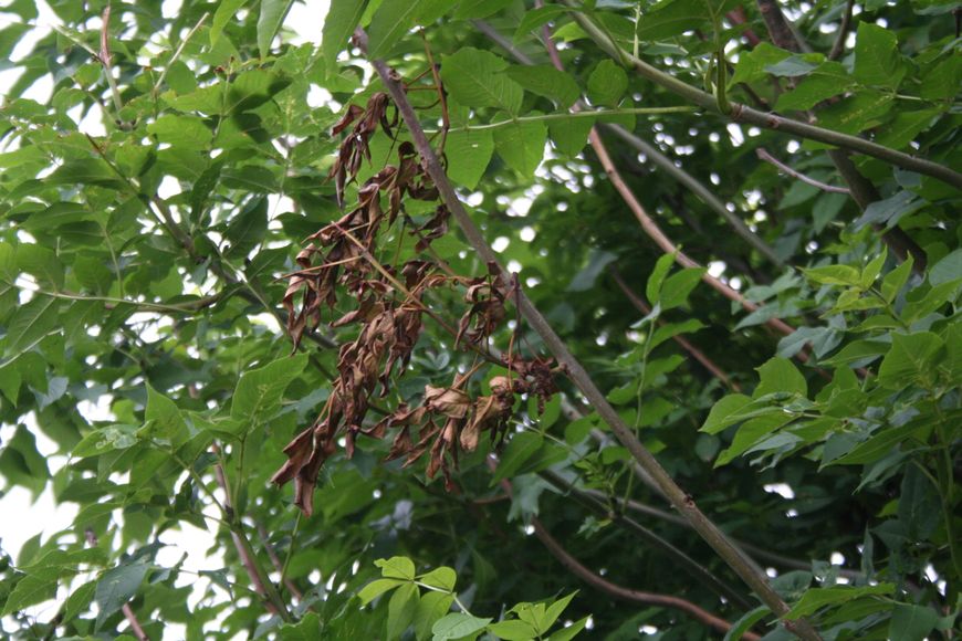 Verdord blad essentaksterfte, Fraxinus excelsior