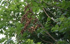 Verdord blad essentaksterfte, Fraxinus excelsior