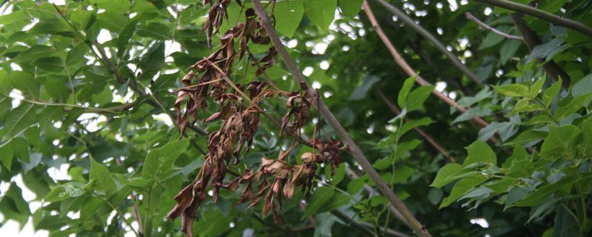 Verdord blad essentaksterfte, Fraxinus excelsior