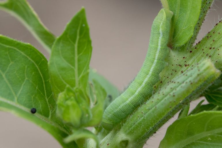 Een jonge rups is goed gecamoufleerd op de waardplant