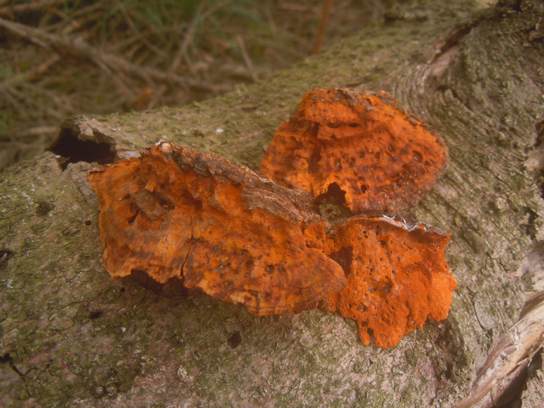 Pycnoporellus fulgens