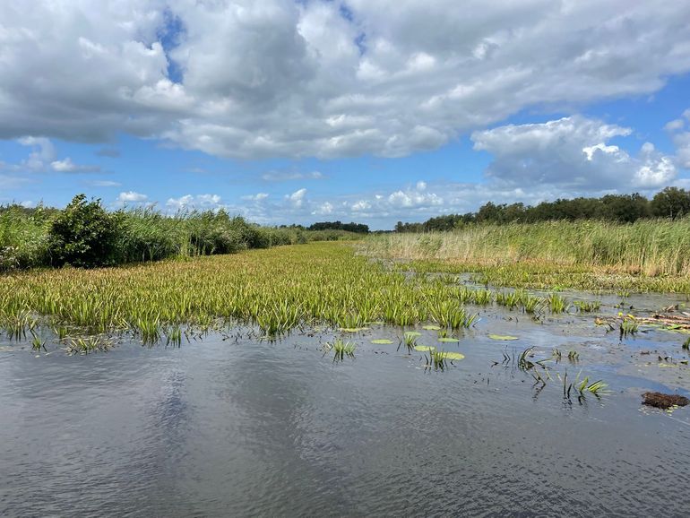 Onderzoekslocatie in de Wieden, waar krabbenscheer een belangrijke rol speelt in het verlandingsproces