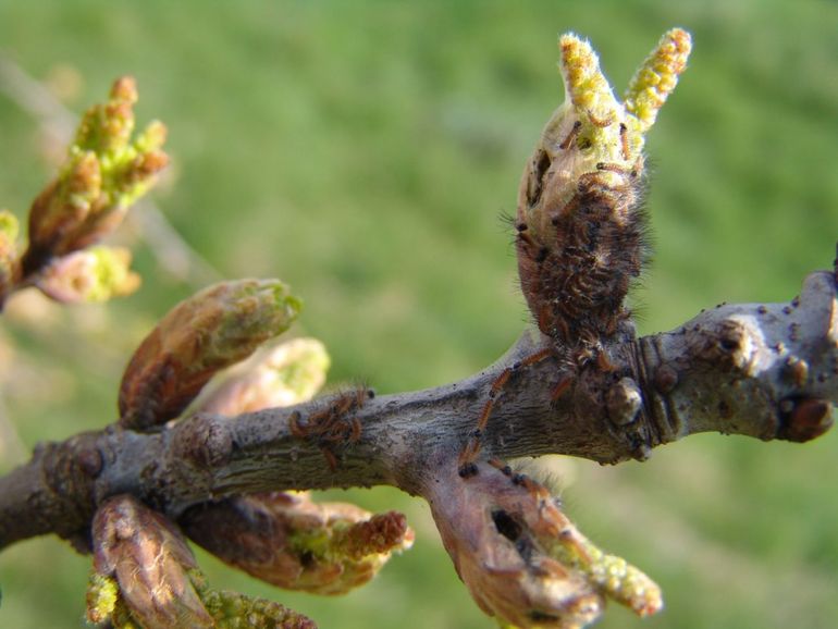 Een groot deel van de eikenprocessierupsen komt al uit het ei voordat de bladeren aan de bomen zitten