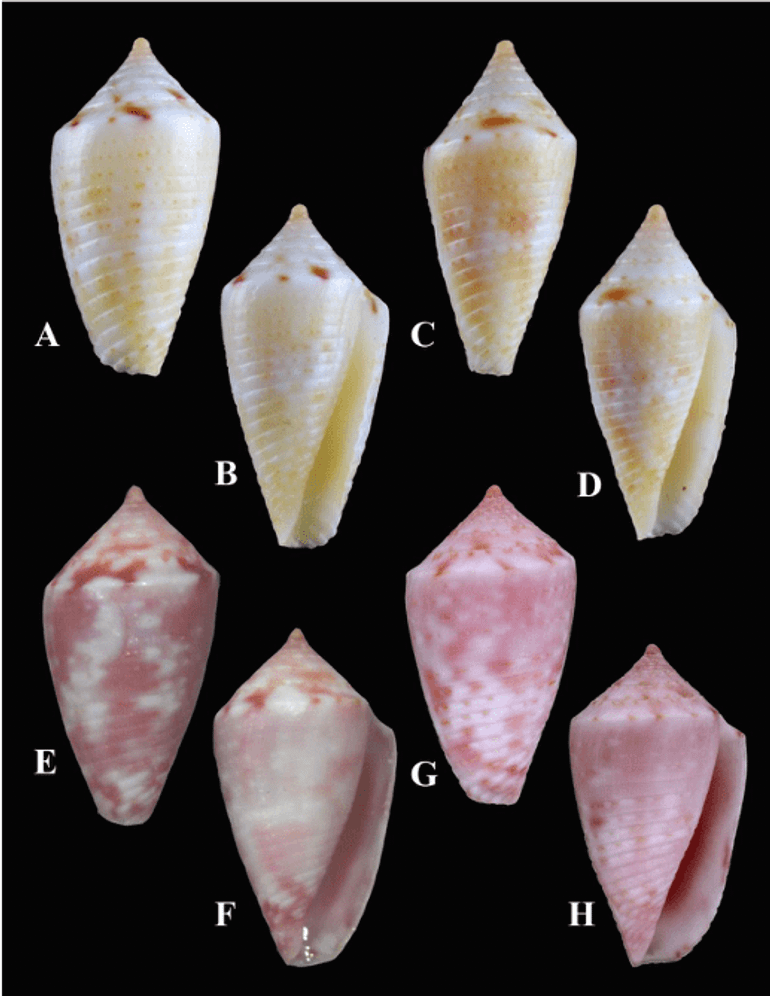 Endemic Jaspidiconus species from Aruba. A - D: the new species Jaspidiconus hendrikae, E -H: Jaspidiconus vantwoudti 